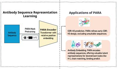 Pre-training with a rational approach for antibody sequence representation